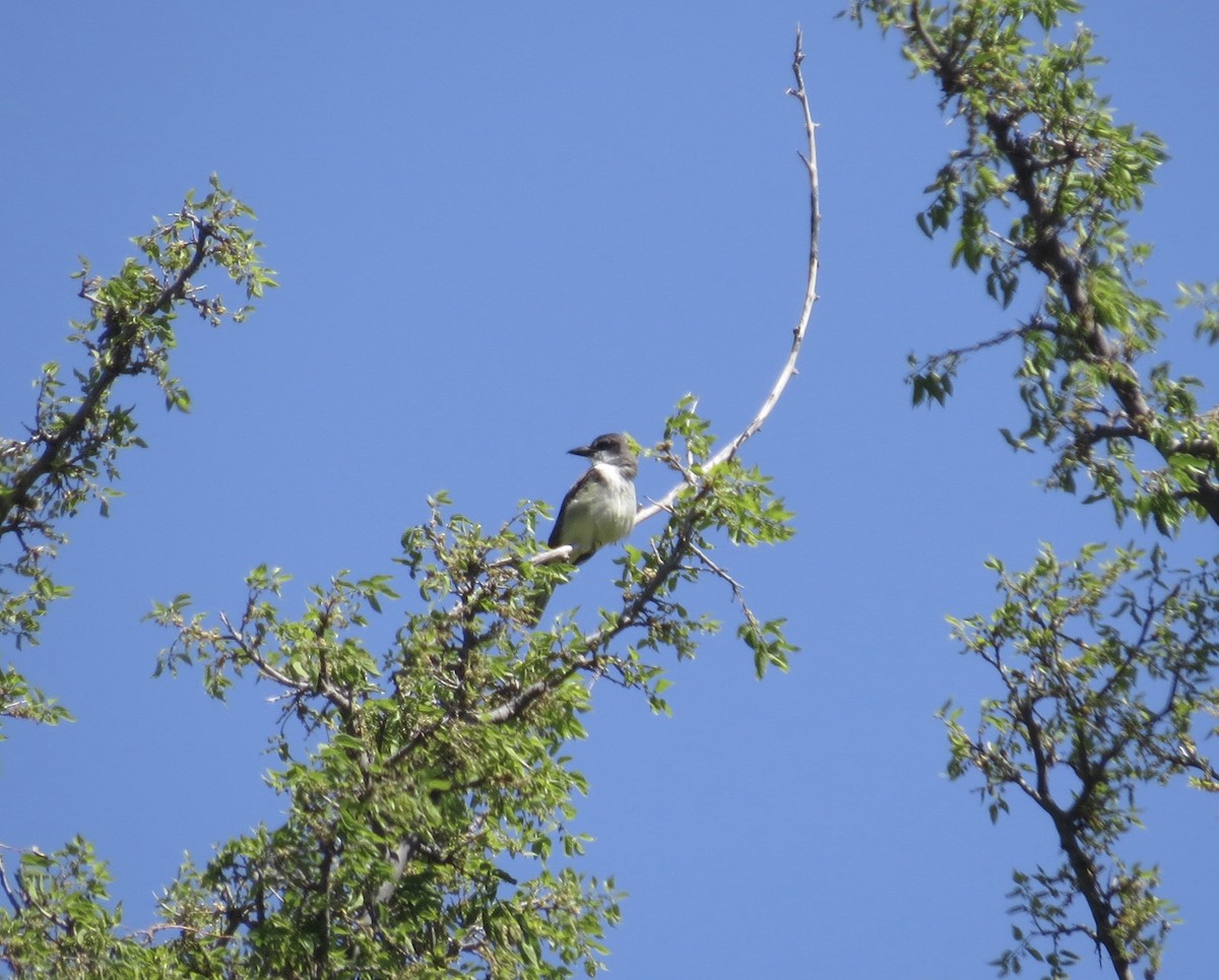 Thick-billed Kingbird - ML634755286