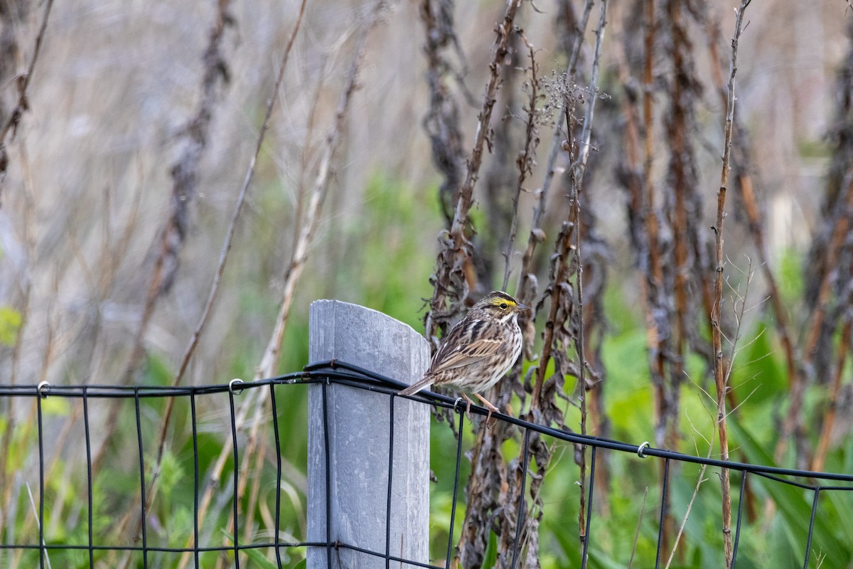 Savannah Sparrow - ML634755300