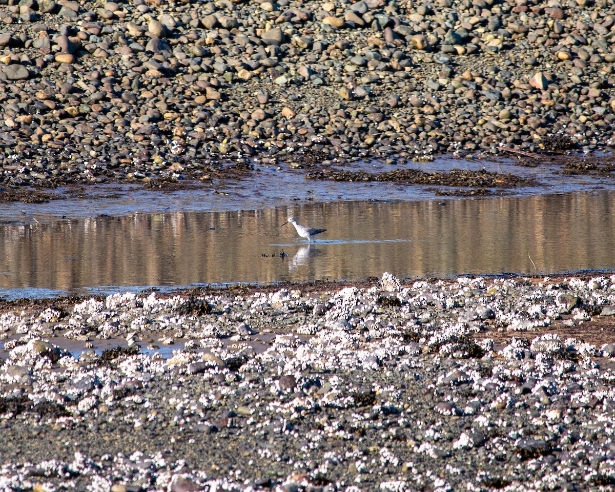 Greater Yellowlegs - ML634755352