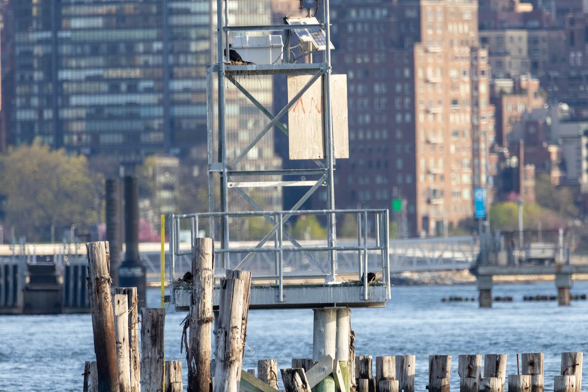Double-crested Cormorant - ML634755422