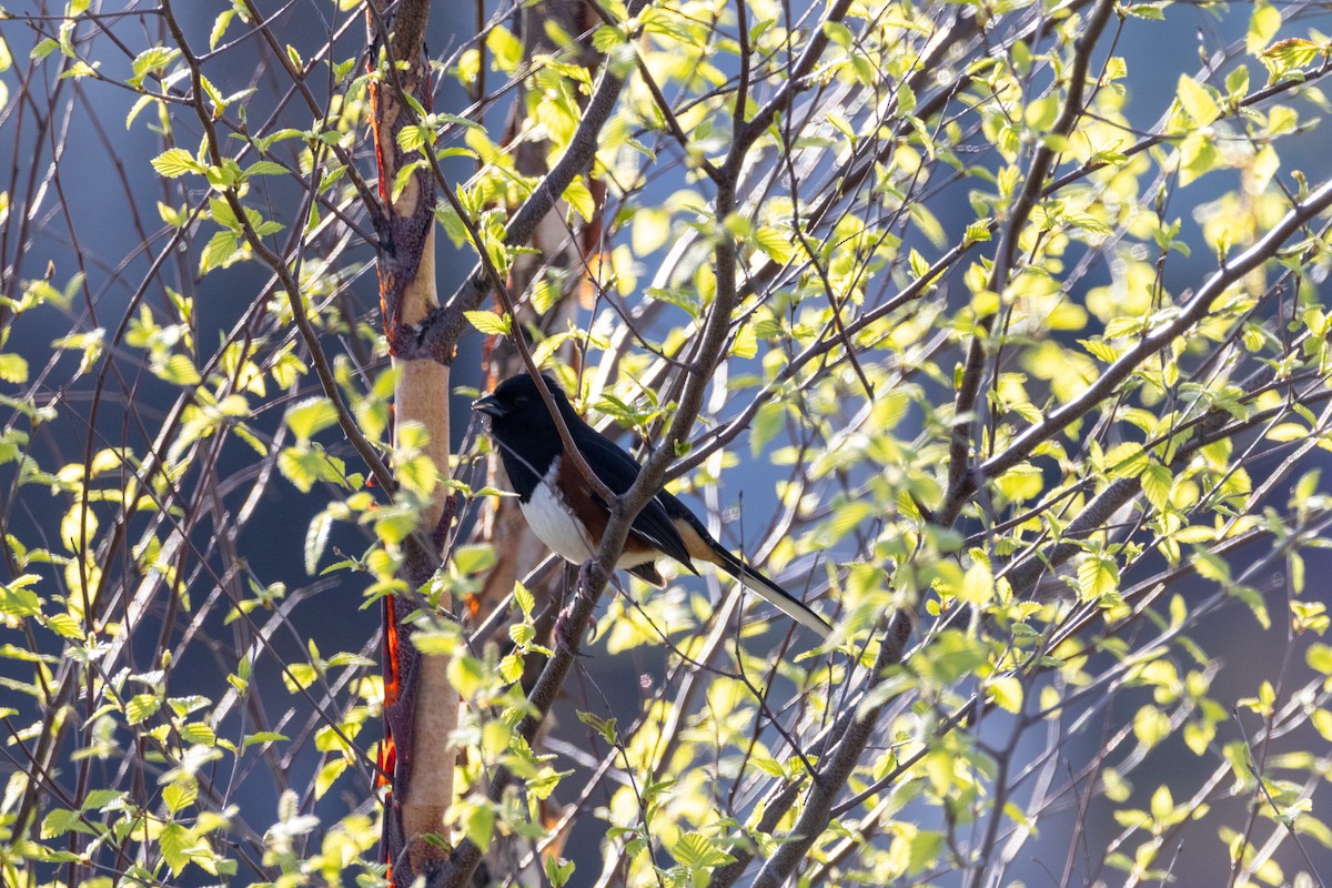 Eastern Towhee - ML634755439