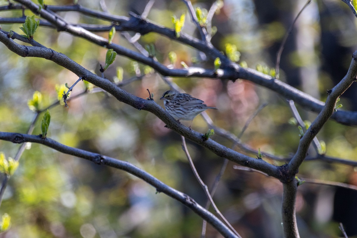 Savannah Sparrow - ML634755472