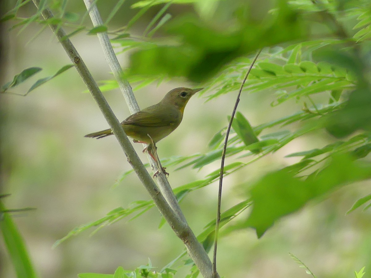 Common Yellowthroat - ML634755519