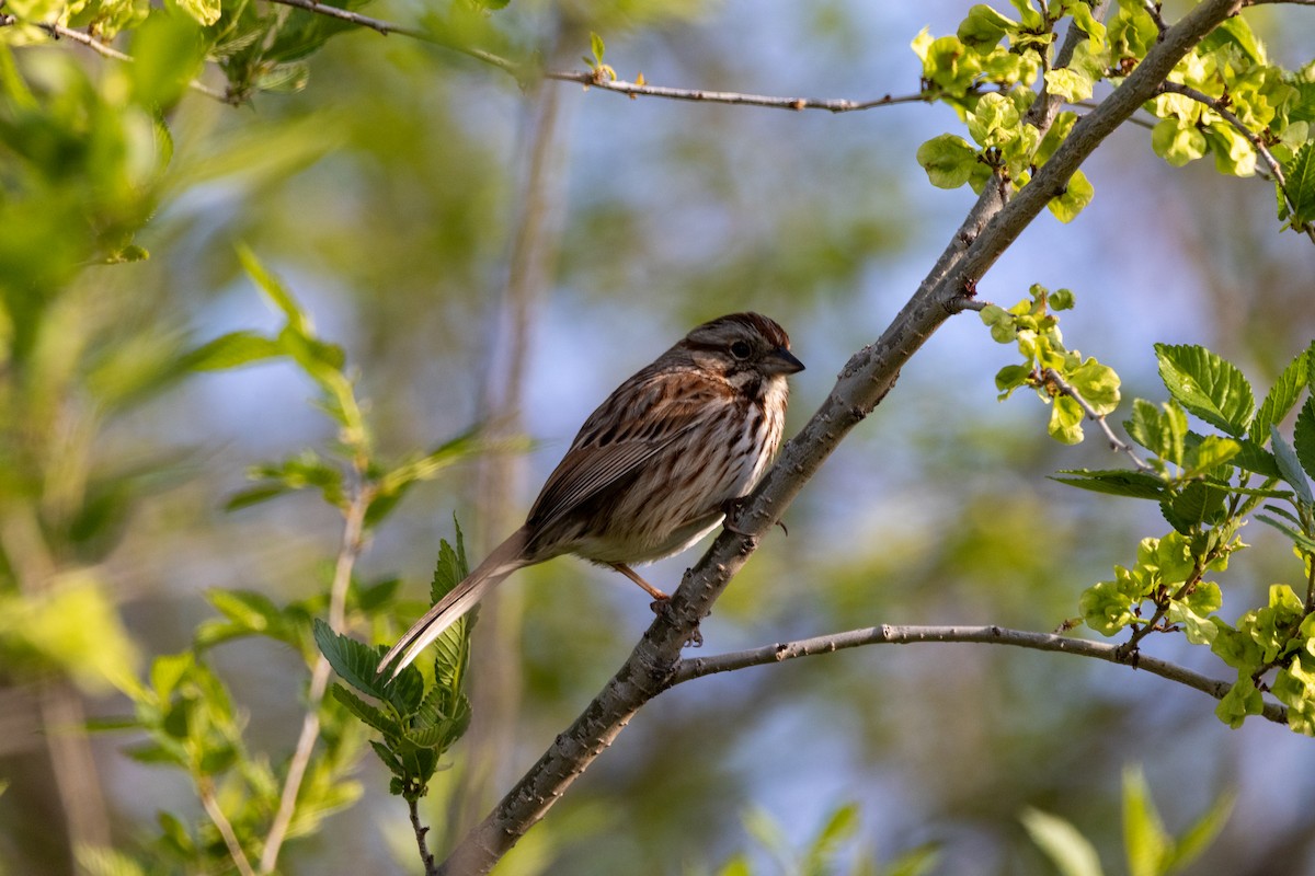 Song Sparrow - ML634755538