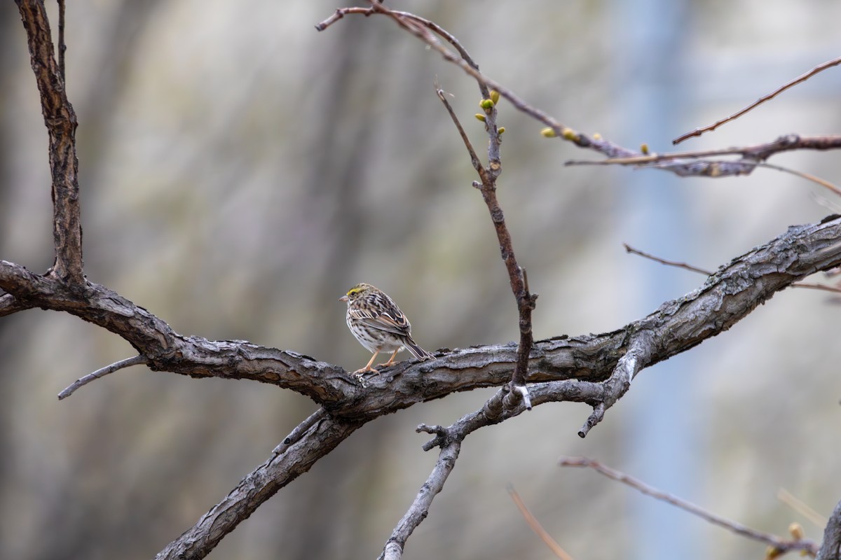 Savannah Sparrow - ML634755665