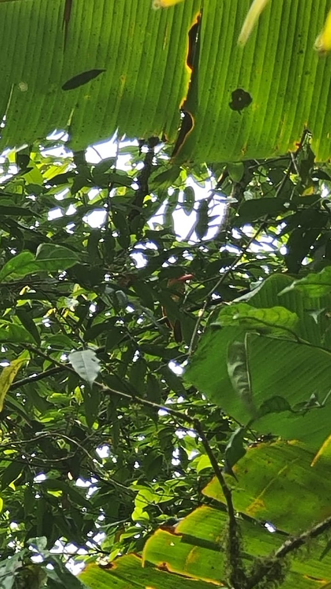 赤翡翠 - ML634755732