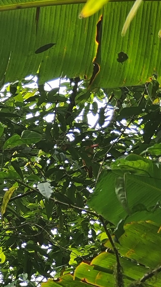 赤翡翠 - ML634755733