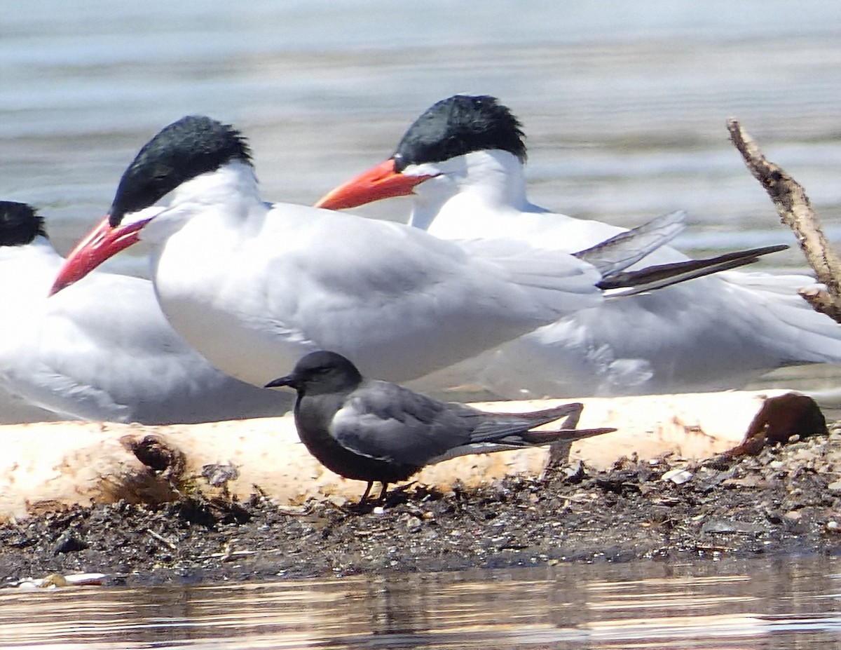 Black Tern - John Gustafson