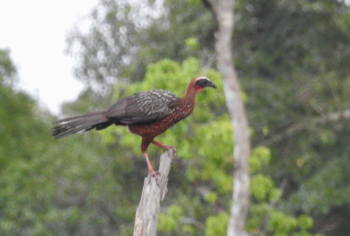 White-crested Guan - ML634755864