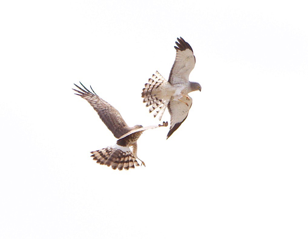 Northern Harrier - ML634755909
