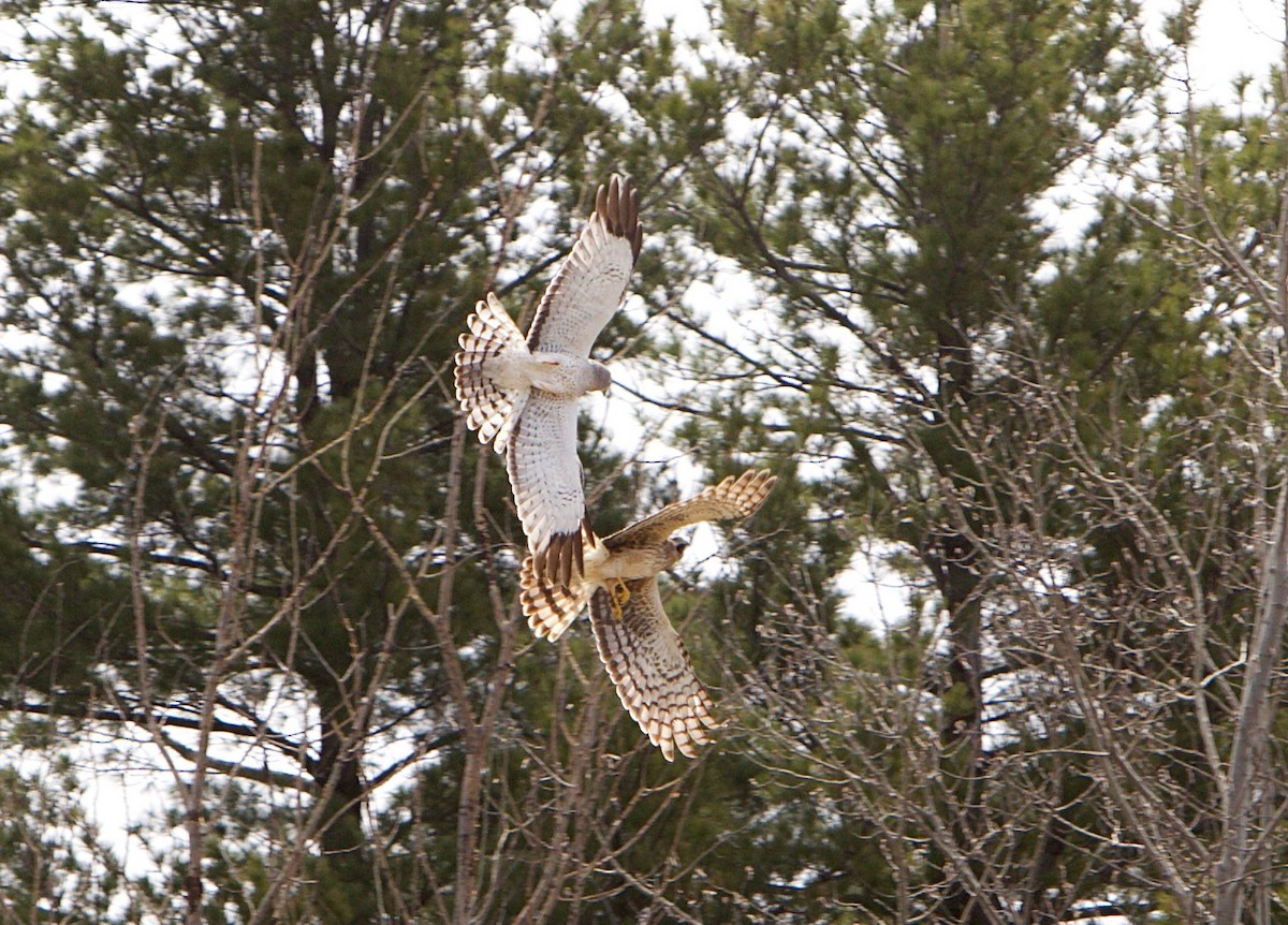 Northern Harrier - ML634756196