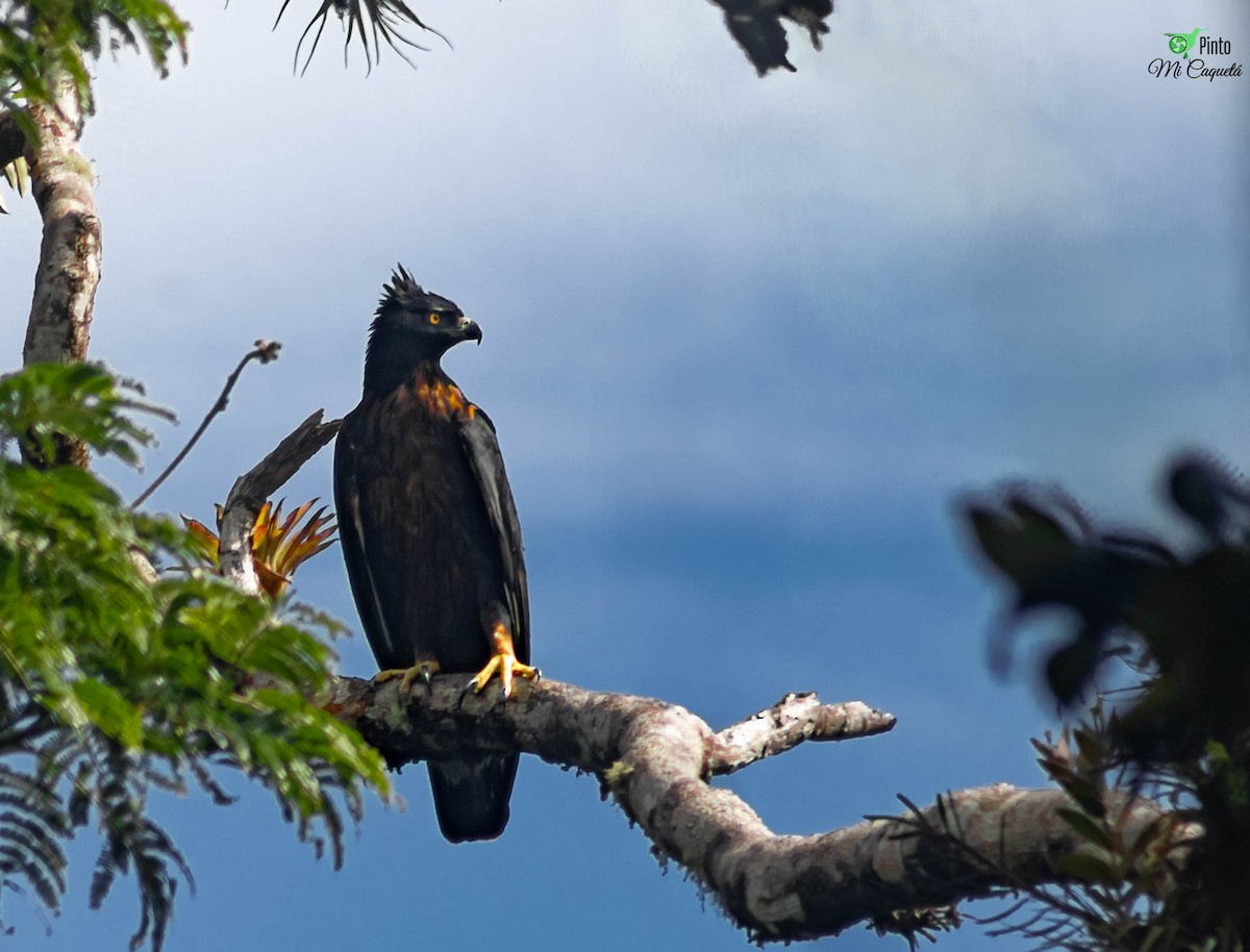 Black-and-chestnut Eagle - ML634756199