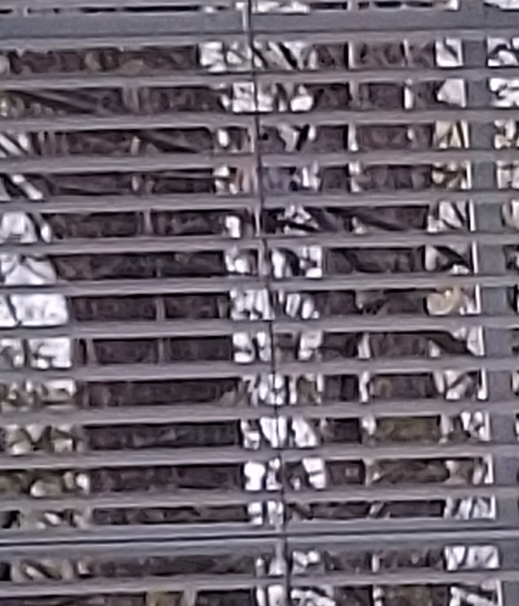 Barred Owl - ML634756349