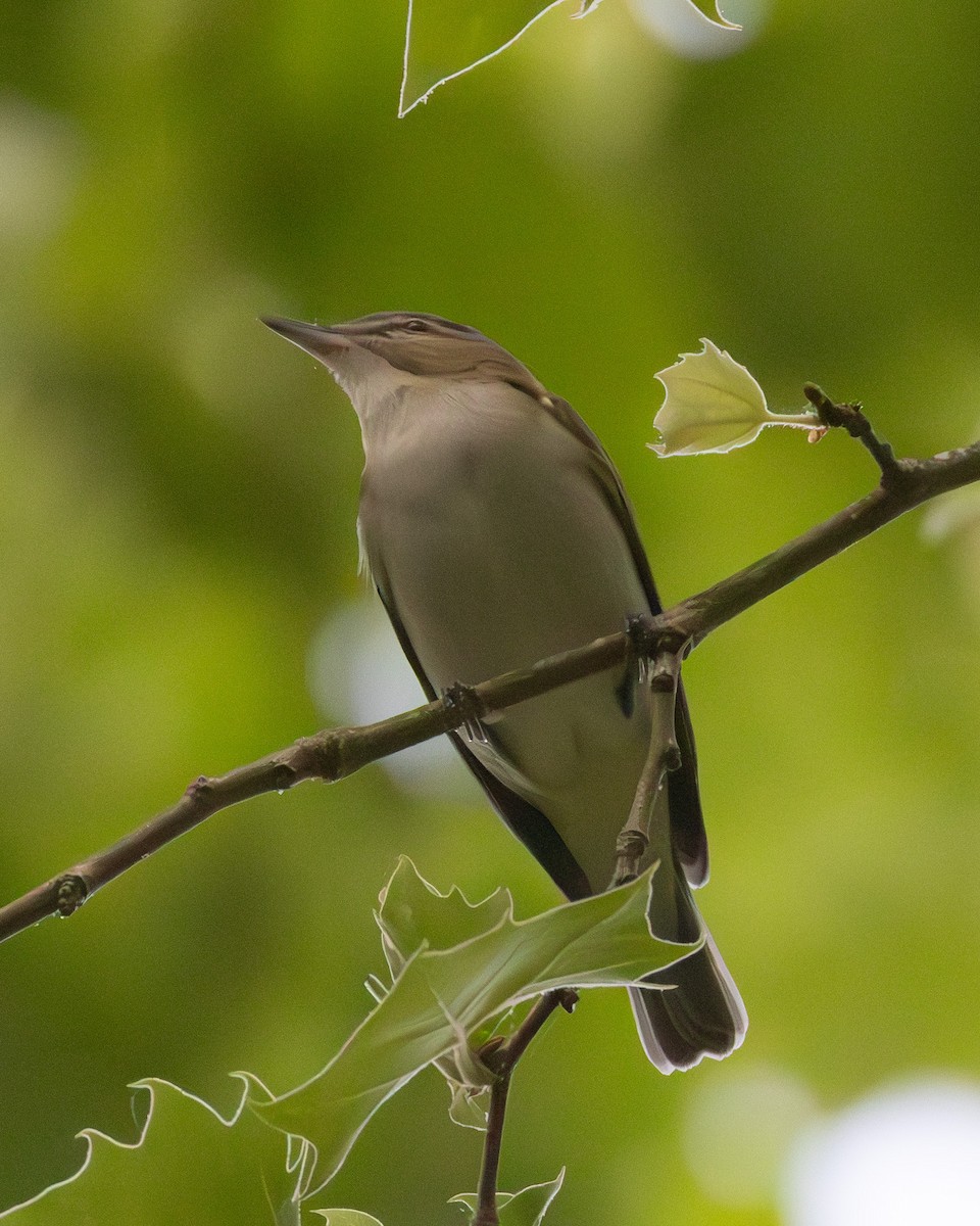 Kızıl Gözlü Vireo - ML634756579