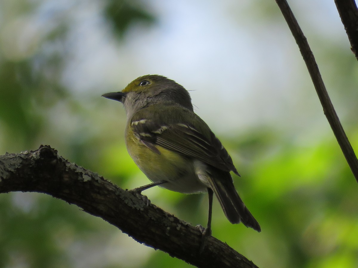 Ak Gözlü Vireo - ML634756607