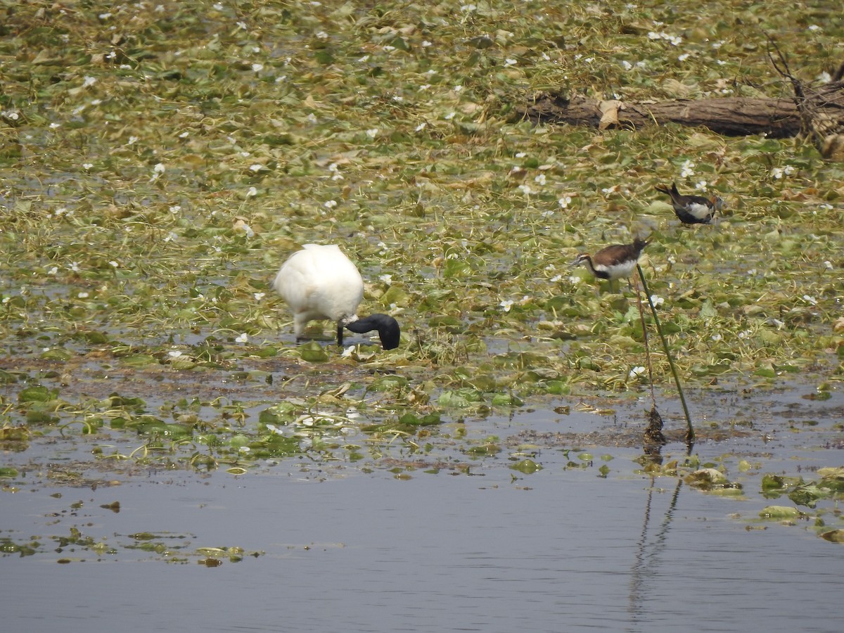 Black-headed Ibis - ML634756877