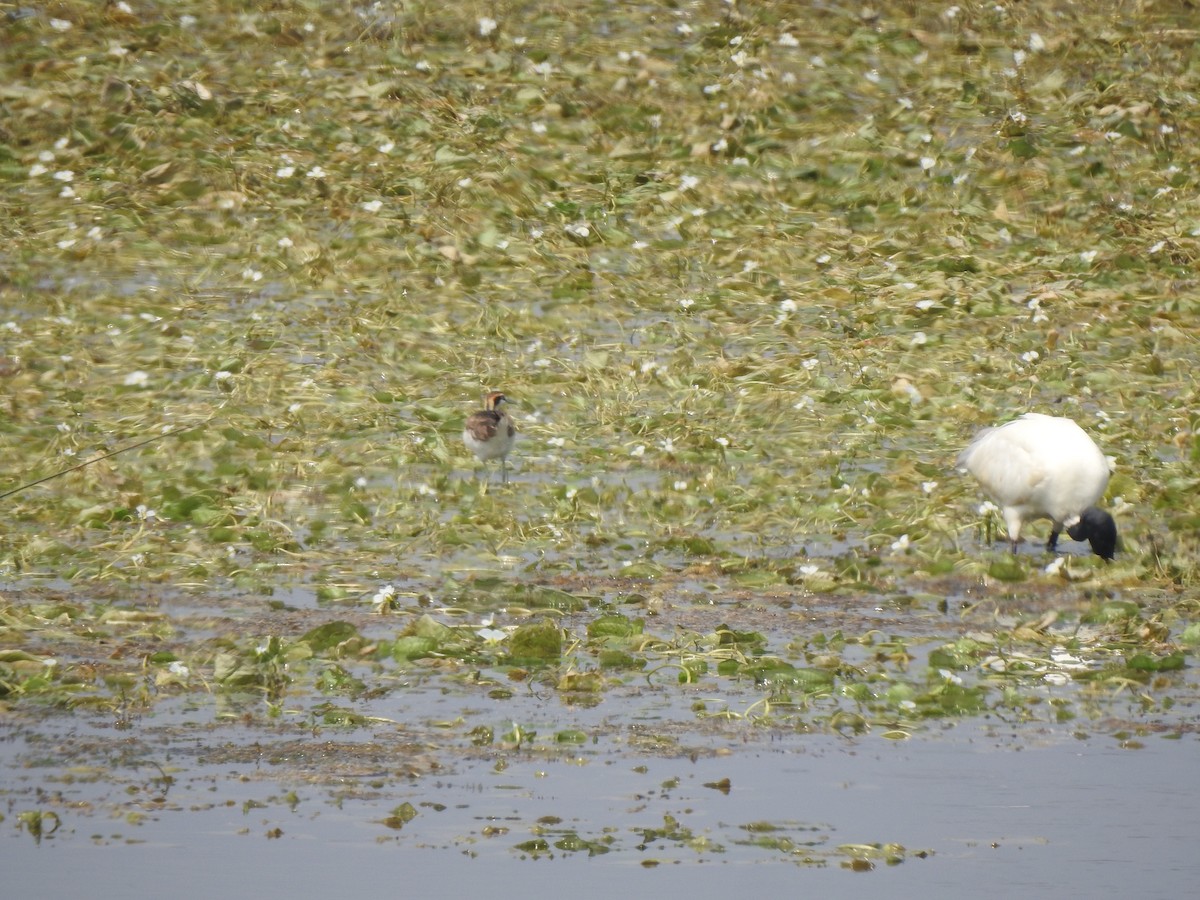 Black-headed Ibis - ML634756880