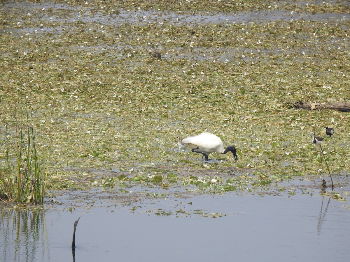 Black-headed Ibis - ML634756882