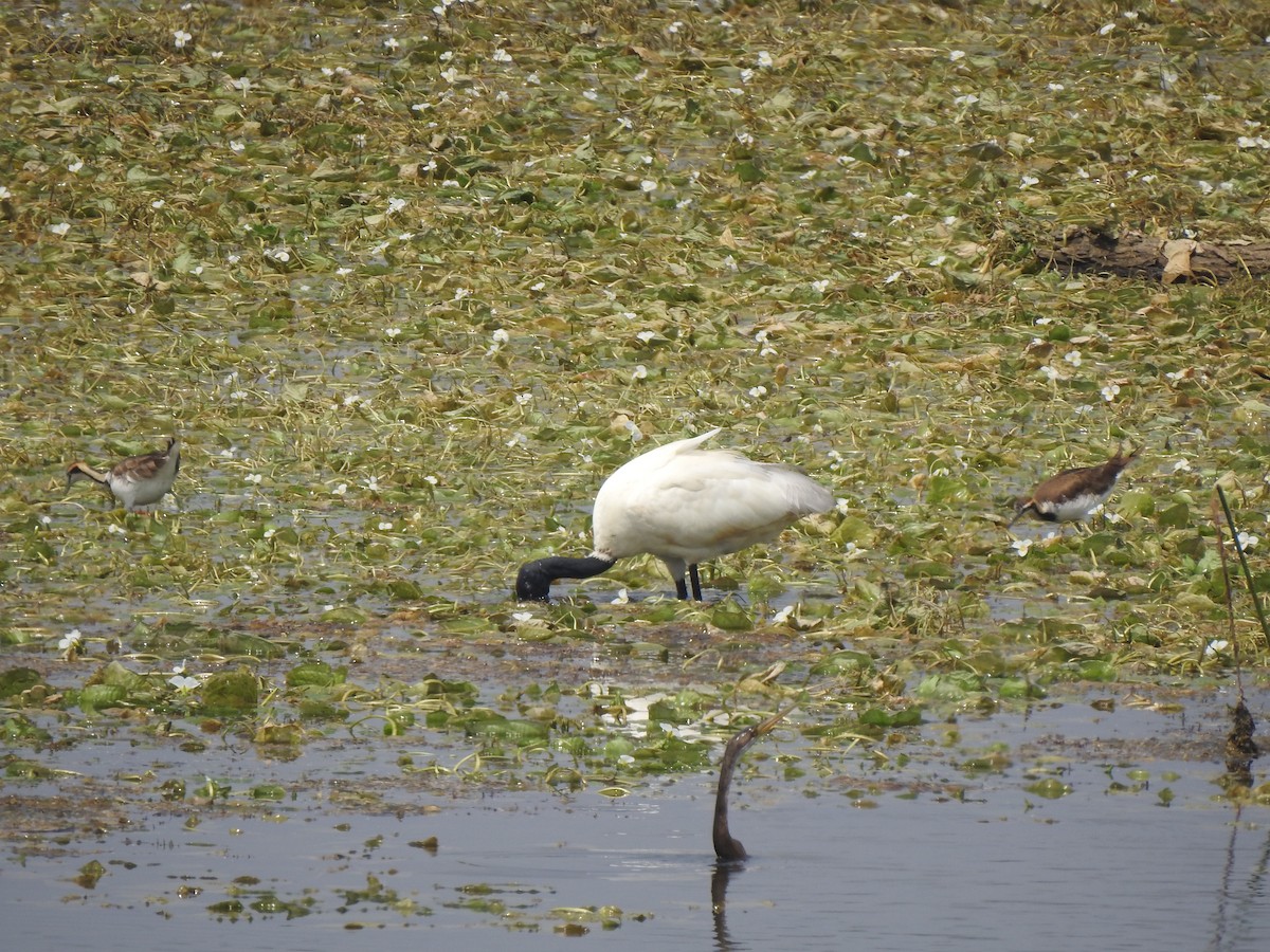Black-headed Ibis - ML634756887