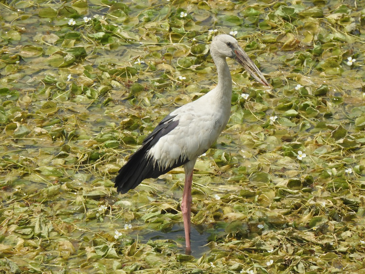 Asian Openbill - ML634756929