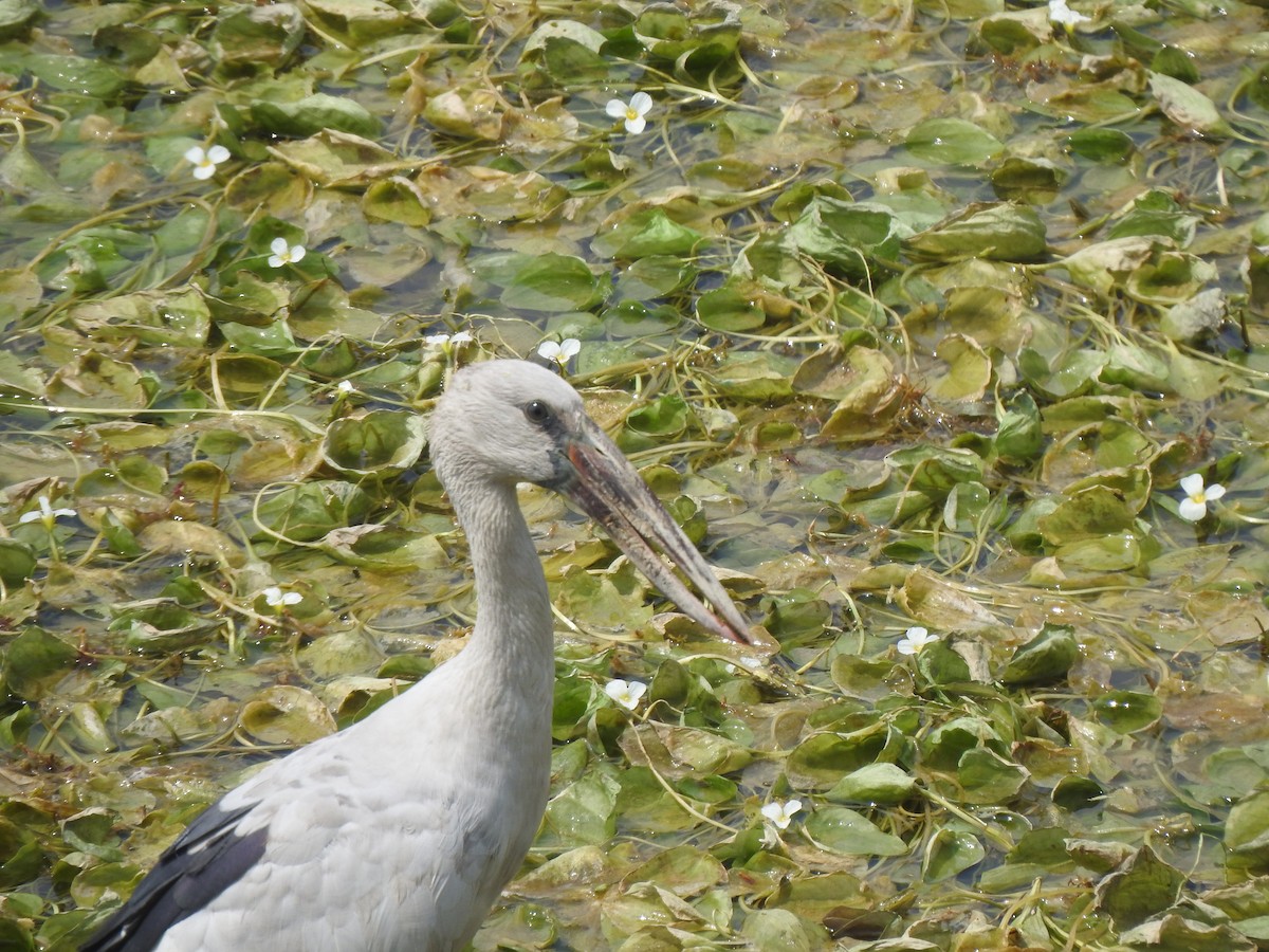 Asian Openbill - ML634756931