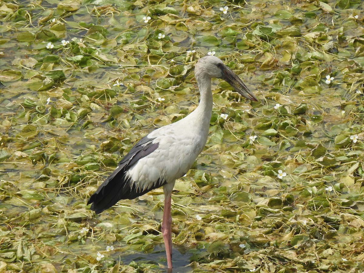 Asian Openbill - ML634756932