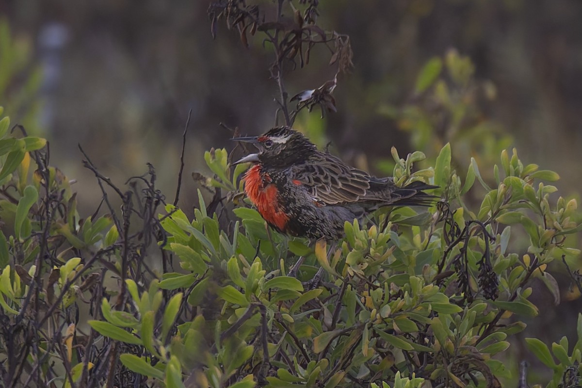 Peruvian Meadowlark - ML634756939