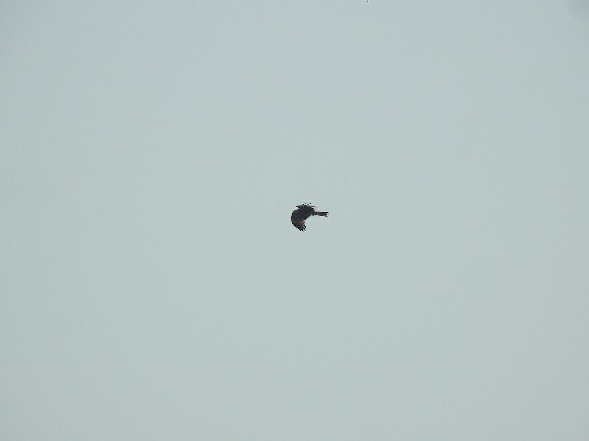 Black Kite - ML634756947