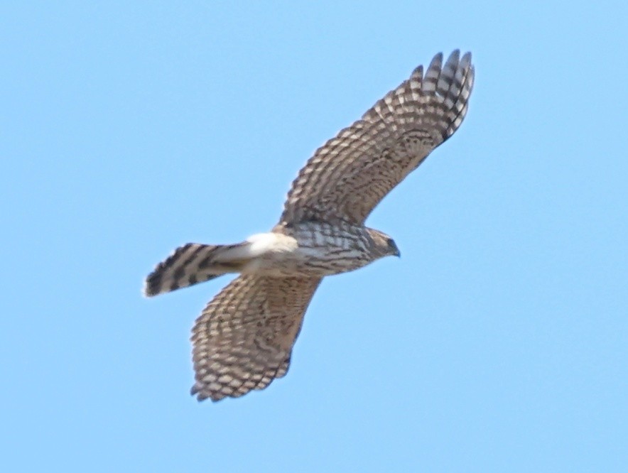 Cooper's Hawk - ML634756981