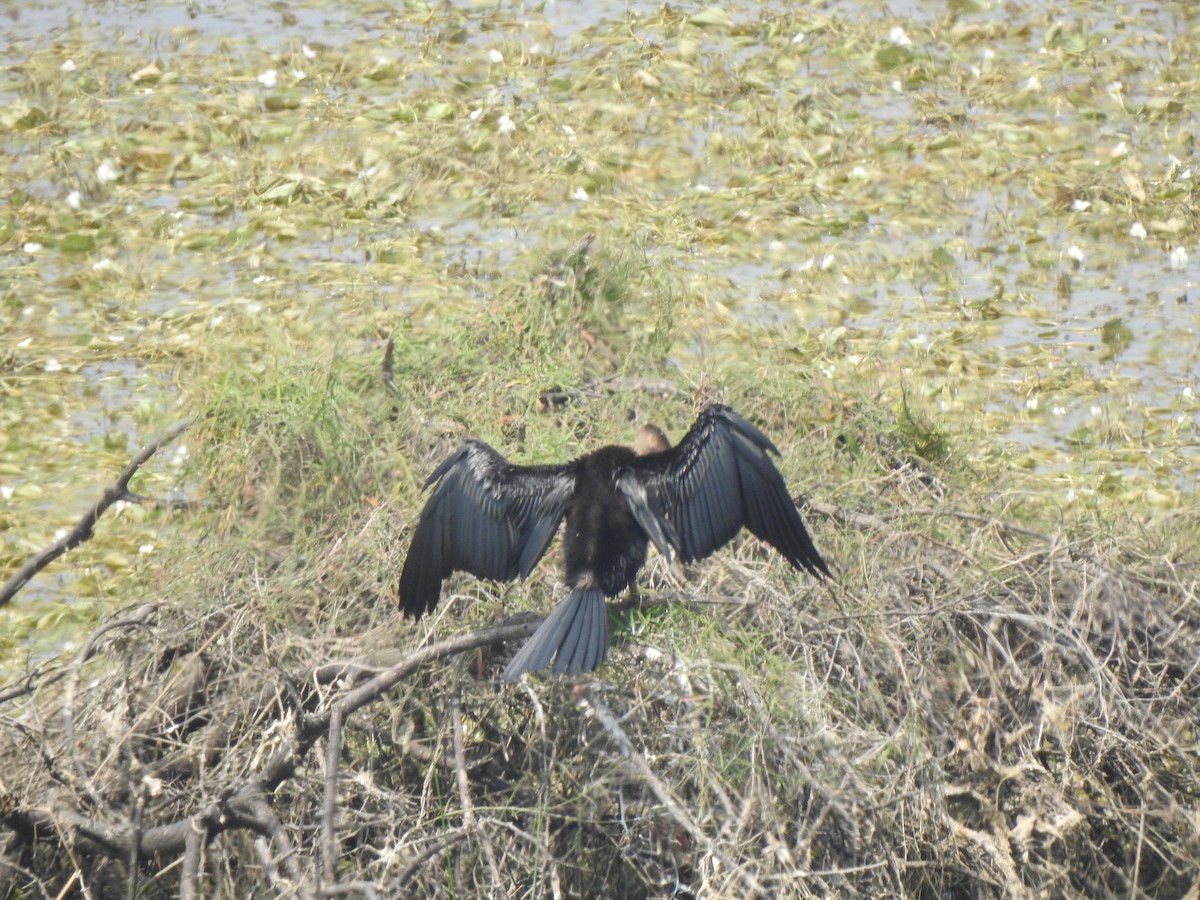 Oriental Darter - ML634757022