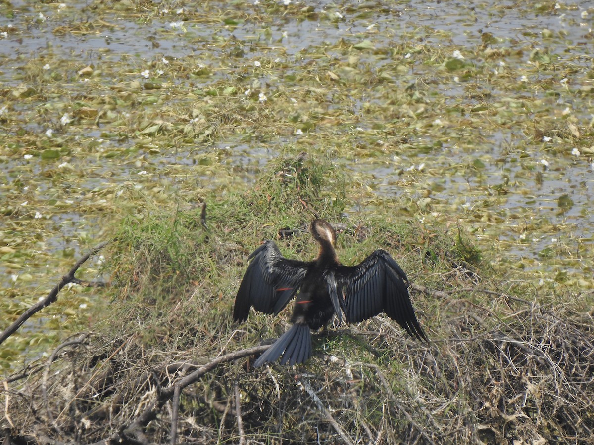Oriental Darter - ML634757025
