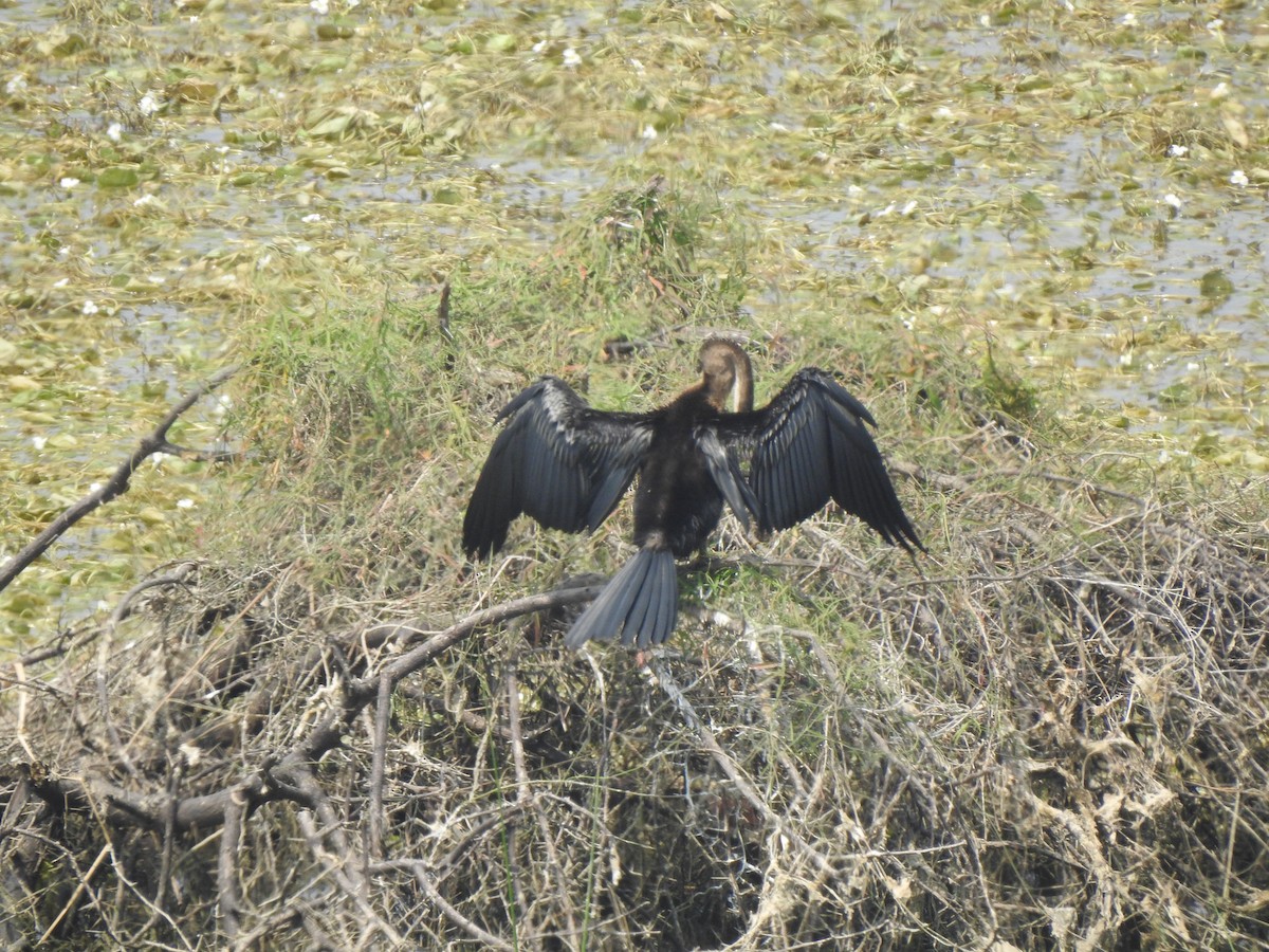 Oriental Darter - ML634757027