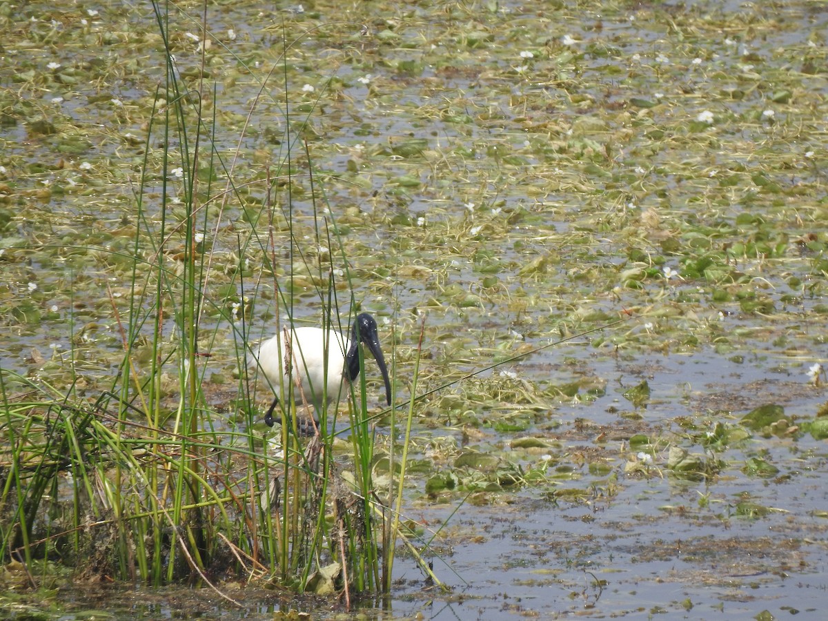 Black-headed Ibis - ML634757049