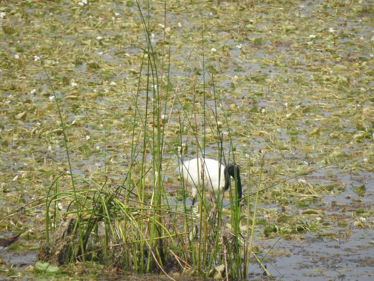 Black-headed Ibis - ML634757050