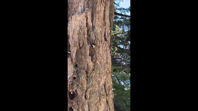 Chestnut-backed Chickadee - ML634757052