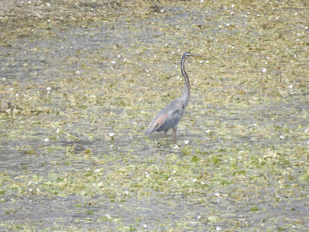 Purple Heron - ML634757063