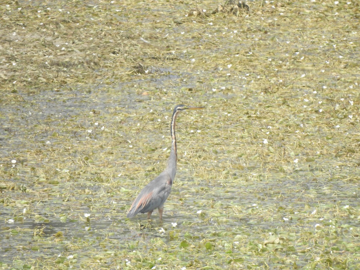 Purple Heron - ML634757073