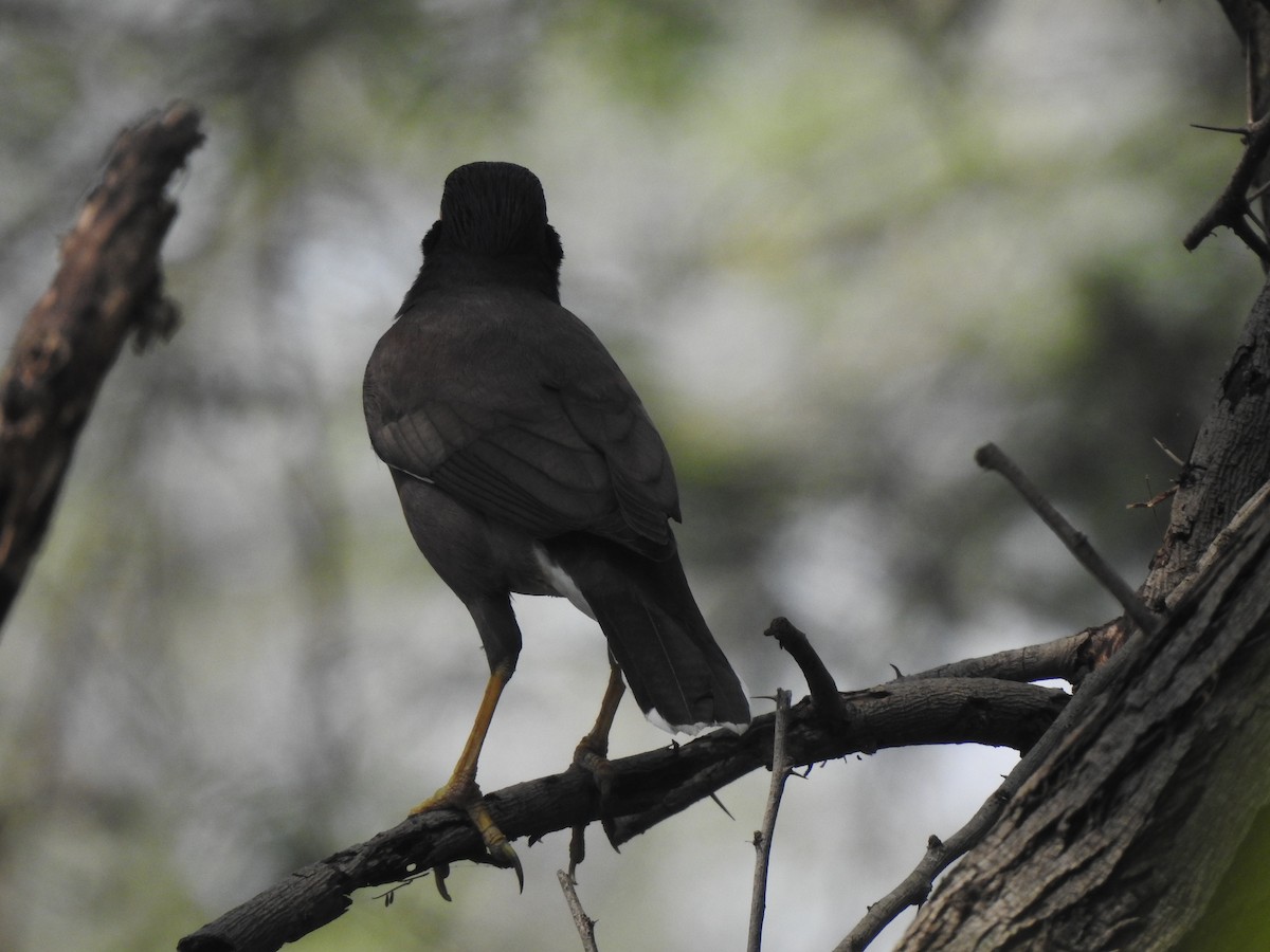 Common Myna - ML634757206