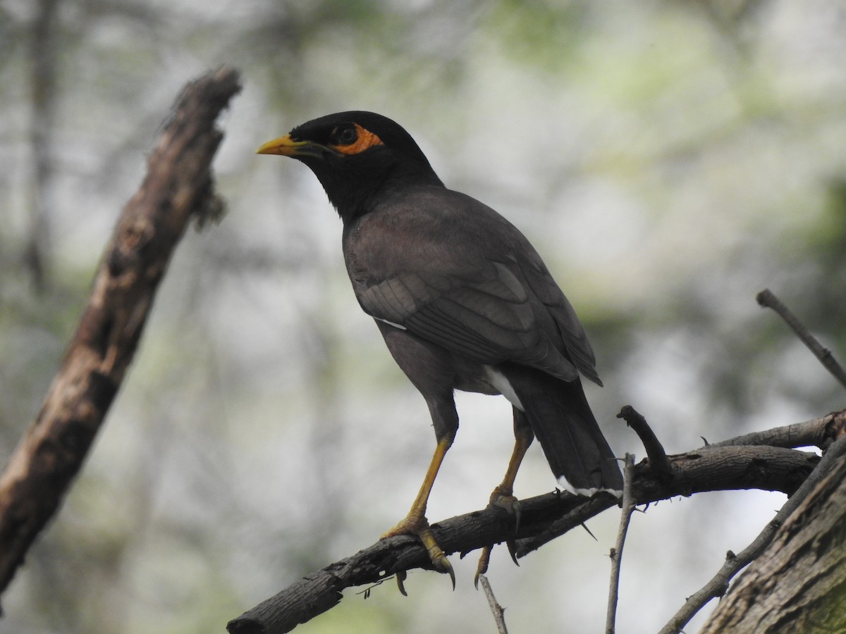 Common Myna - ML634757210