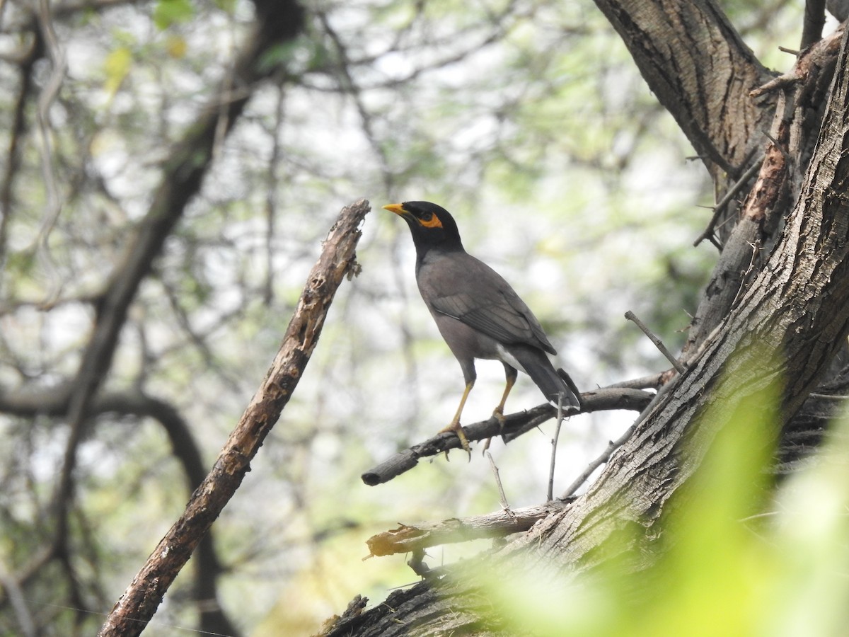 Common Myna - ML634757211