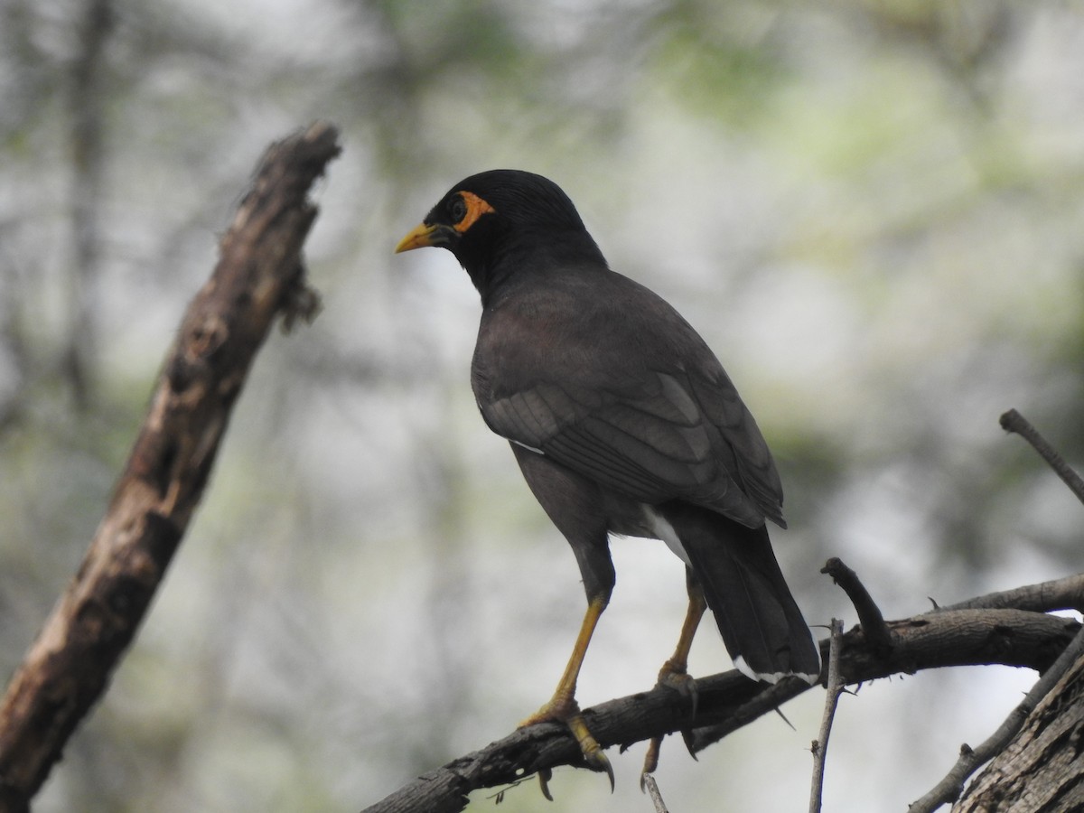 Common Myna - ML634757213