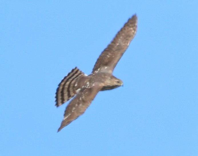 Cooper's Hawk - ML634757247