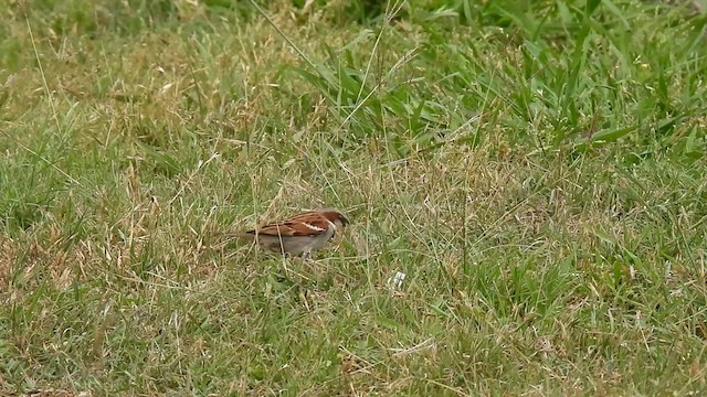 House Sparrow - ML634757249