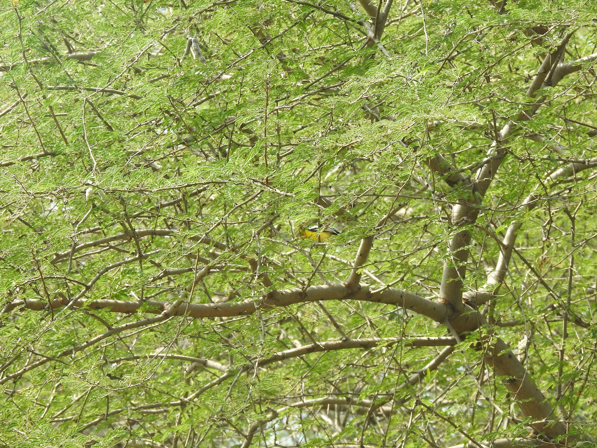 Common Iora - ML634757259
