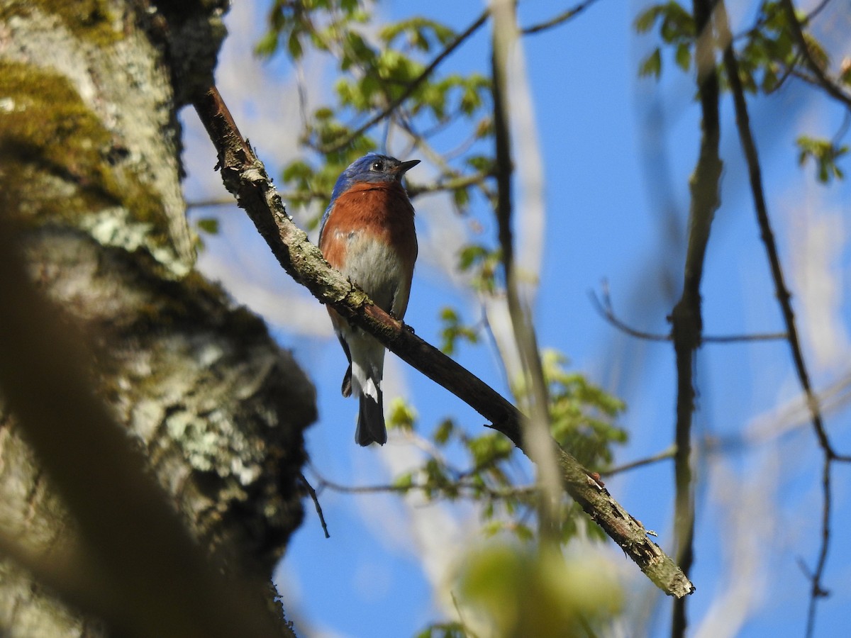 Eastern Bluebird - ML634757281