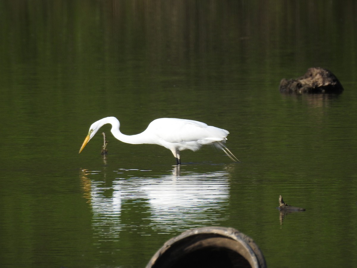 Great Egret - ML634757319