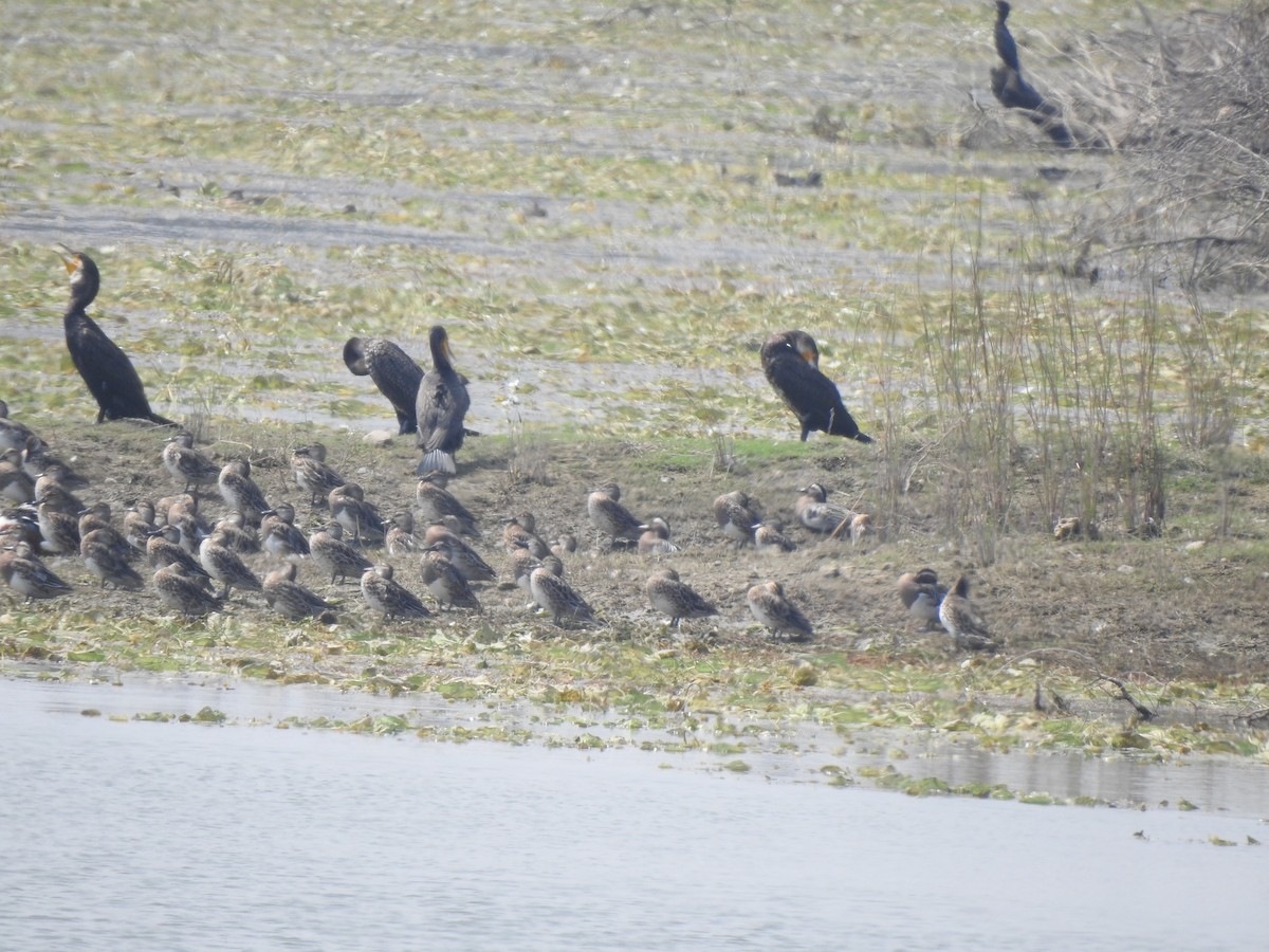 Garganey - ML634757335