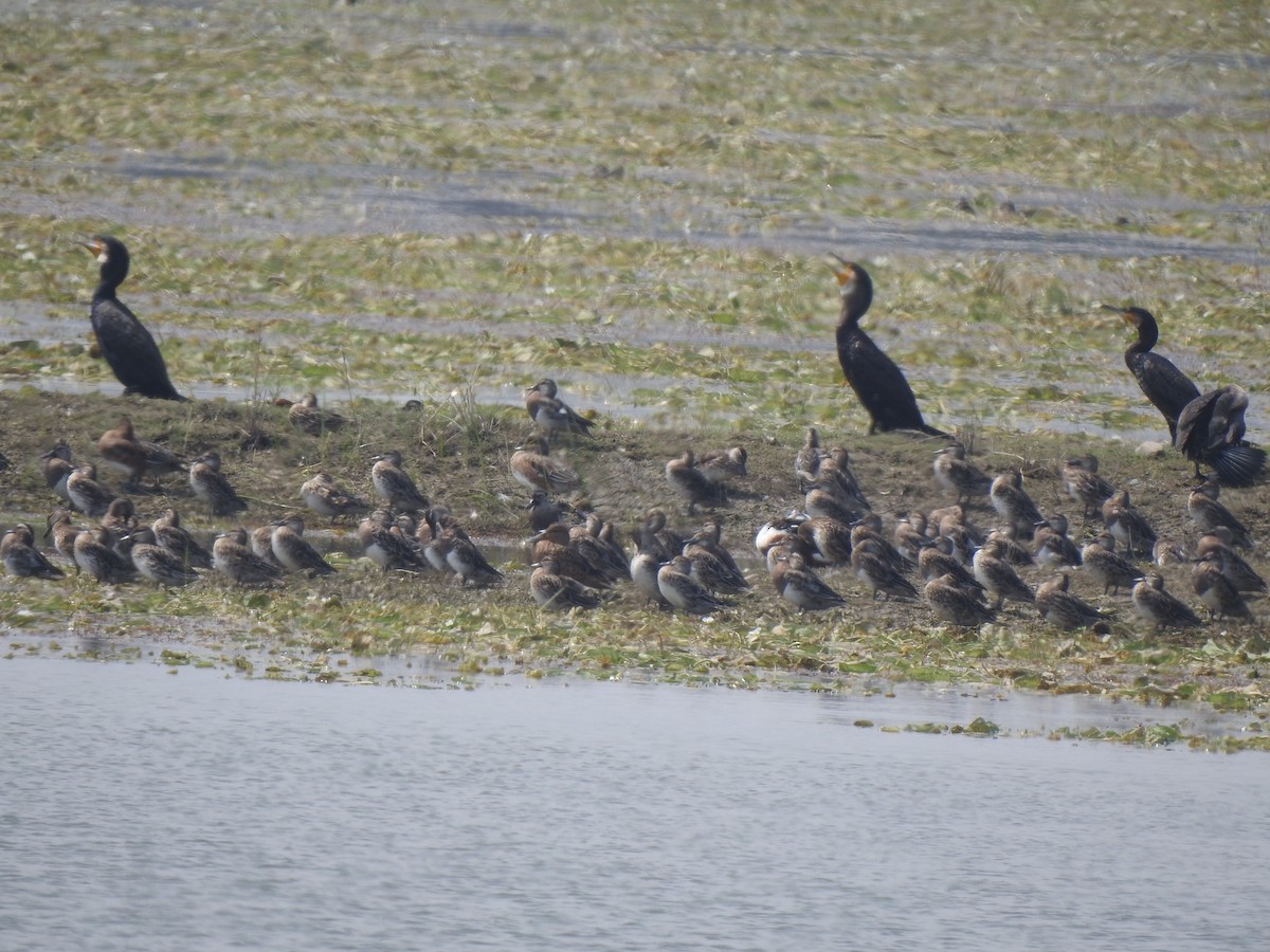 Garganey - ML634757337