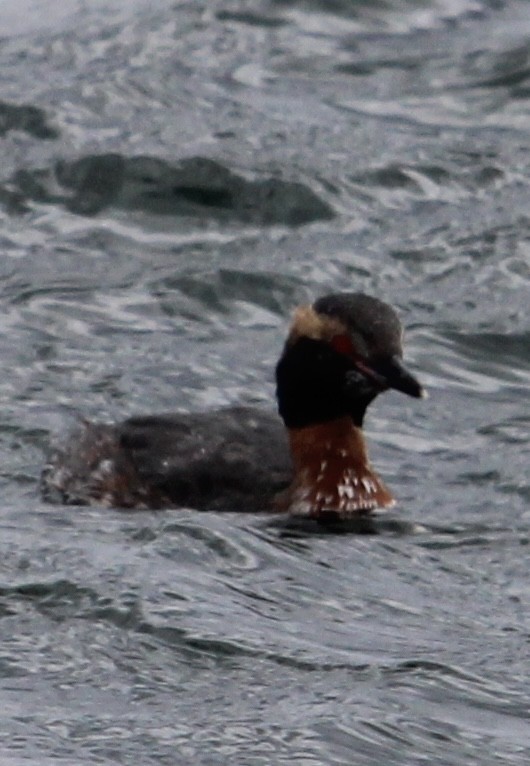 Horned Grebe - ML634757349