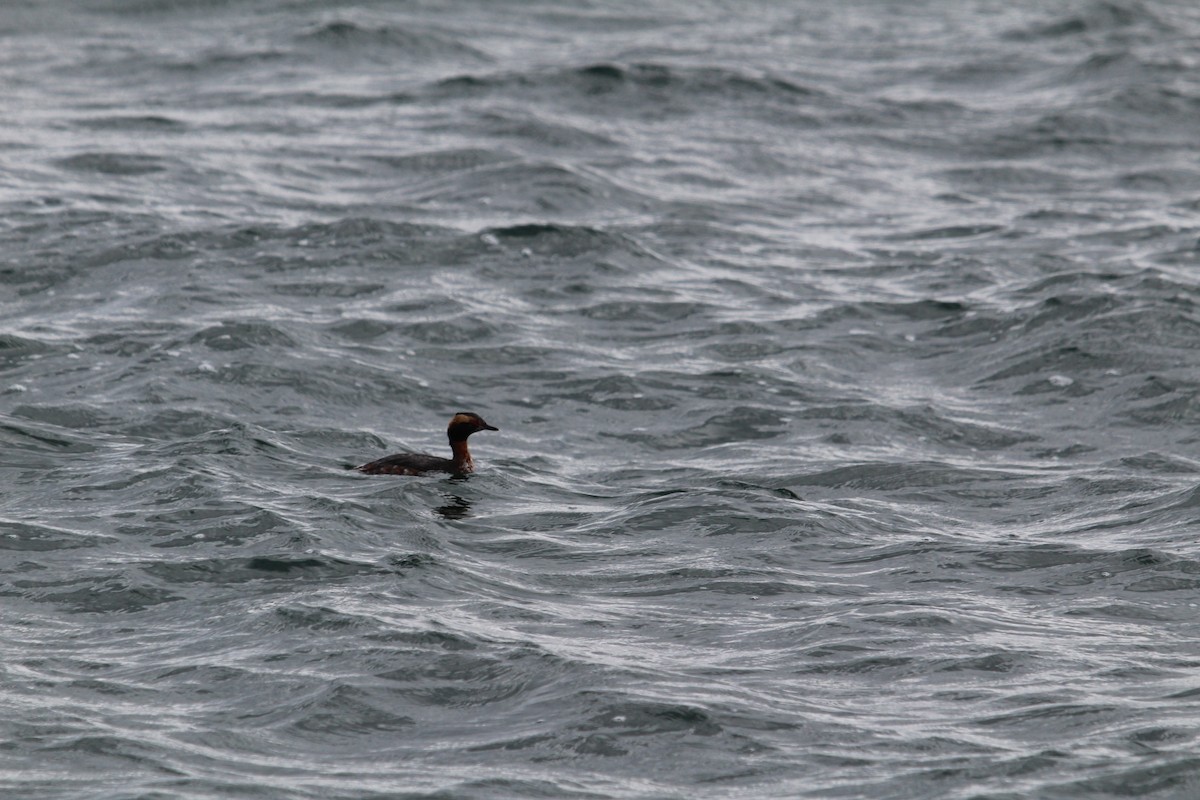 Horned Grebe - ML634757351